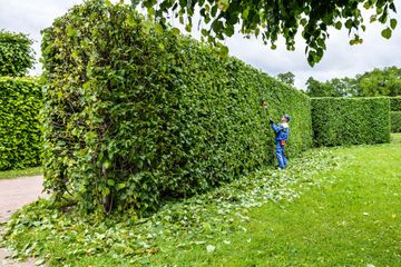 Hecke schneiden