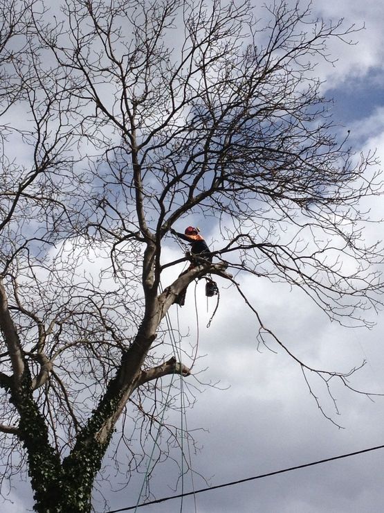 Baum schneiden
