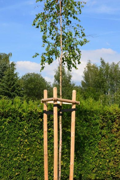 Baumschutz 2