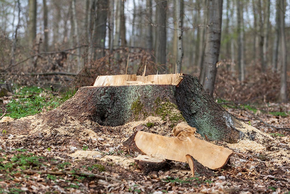 Wurzelstockentfernung