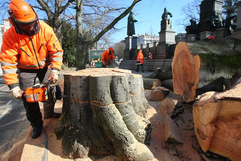 Baum fällen Salzburg