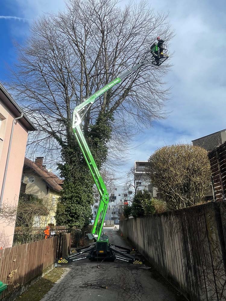 Baum schneiden